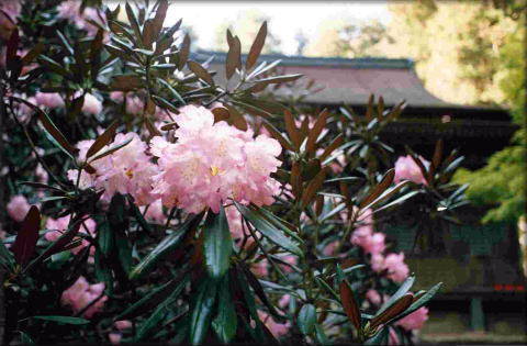 シャクナゲの花